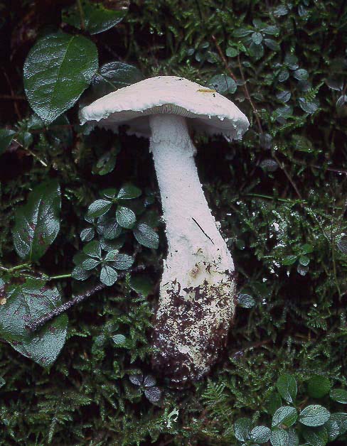 Amanita smithiana